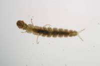 Chrostik Polycentropidae P9290092